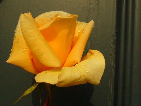 gallery_12789_3020_64089.jpg