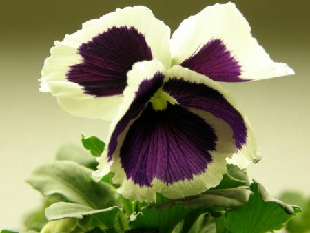 gallery_5125_13_161404.jpg