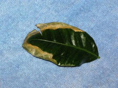 gallery_10947_664_124216.jpg