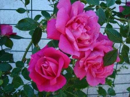 gallery_12789_3020_134197.jpg