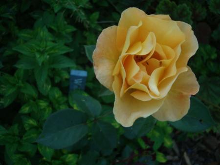 gallery_12789_3020_78888.jpg