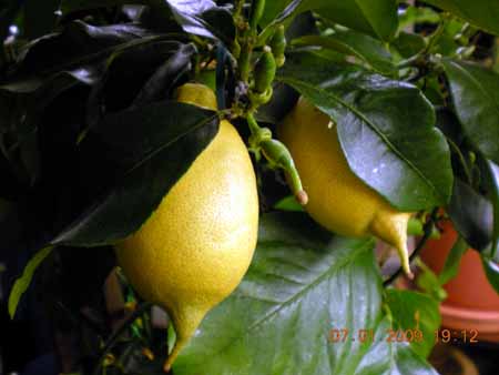 gallery_3363_829_10125.jpg