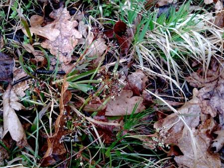 gallery_22122_3287_132012.jpg