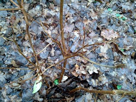 gallery_22122_3287_38510.jpg