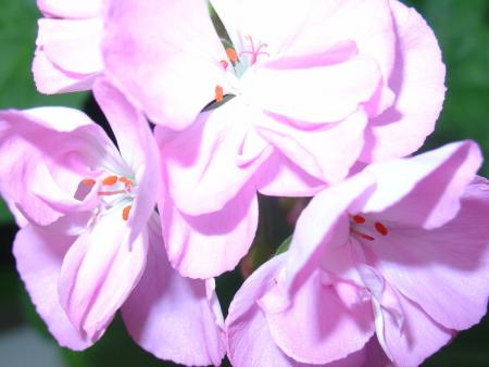 gallery_4755_3236_22370.jpg