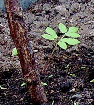 gallery_22122_3287_40104.jpg