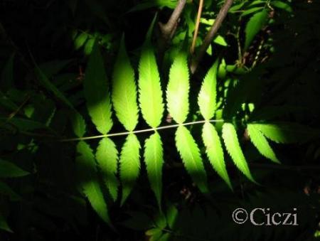 gallery_4113_1839_15956.jpg