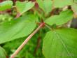 tn_gallery_4113_1839_18715.jpg