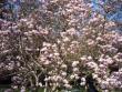 tn_gallery_4113_1839_91286.jpg