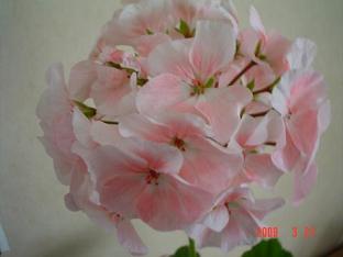 gallery_13170_2840_2279.jpg