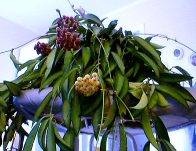 gallery_22185_3296_27585.jpg