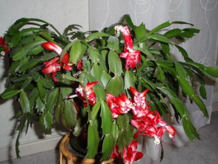 gallery_9983_1626_228459.jpg