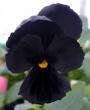 tn_gallery_3363_13_56484.jpg