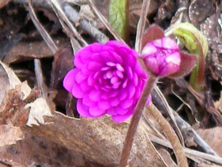 gallery_2460_1499_48533.jpg