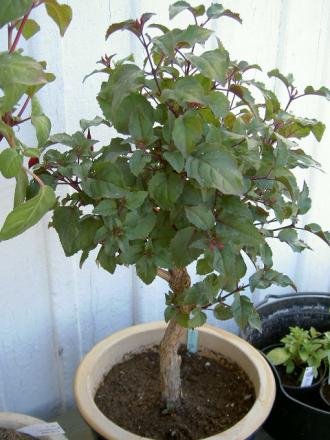 gallery_3363_3095_44408.jpg