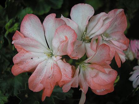 gallery_5783_3304_76555.jpg
