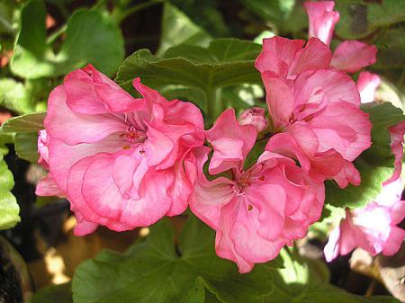 gallery_5783_3306_60064.jpg
