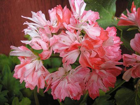 gallery_5783_3307_30306.jpg