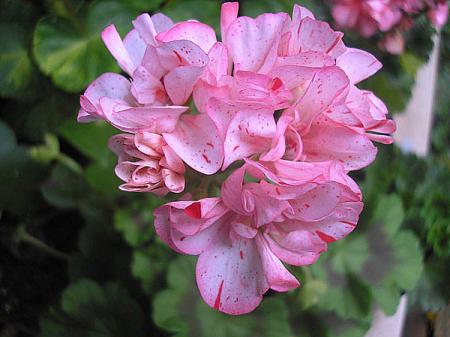 gallery_5783_3311_30554.jpg