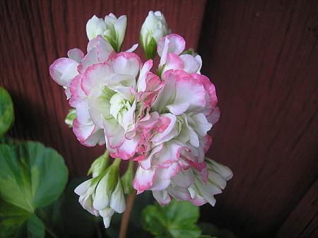 gallery_5783_3311_53096.jpg