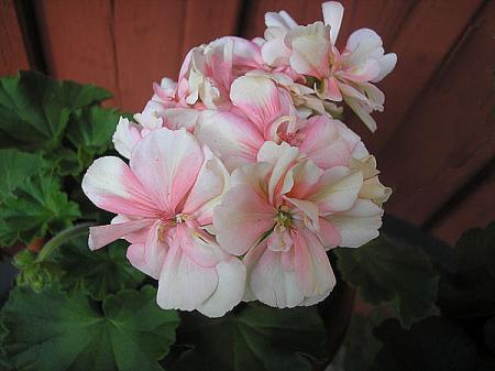 gallery_5783_3315_3133.jpg