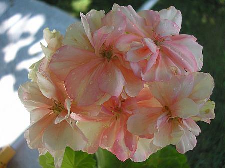 gallery_5783_3315_5623.jpg