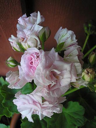 gallery_5783_3316_17420.jpg