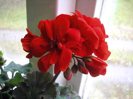 gallery_5783_3316_34177.jpg