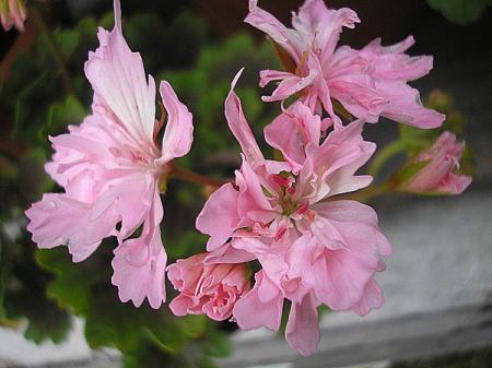 gallery_5783_3316_46391.jpg