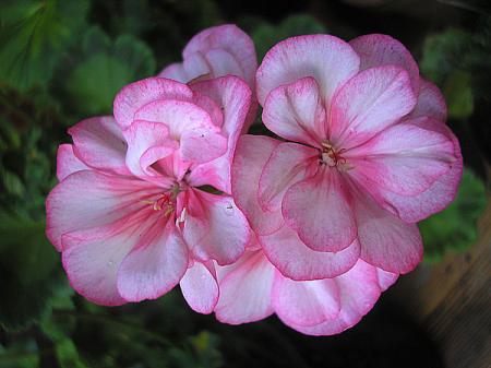gallery_5783_3318_60523.jpg