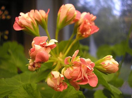 gallery_5783_3319_21448.jpg