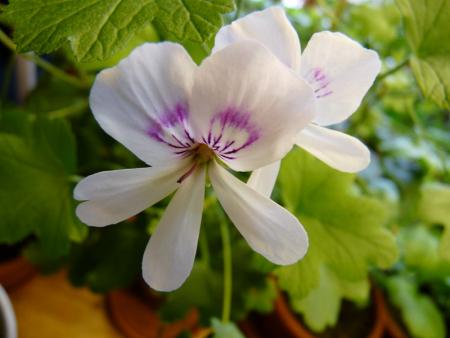 gallery_5783_3319_33230.jpg