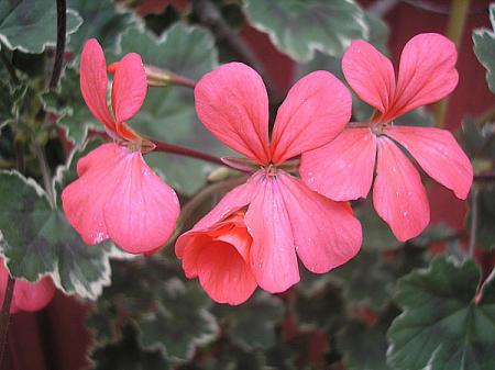 gallery_5783_3319_50535.jpg