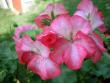 tn_gallery_5783_3315_64537.jpg