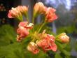 tn_gallery_5783_3319_21448.jpg