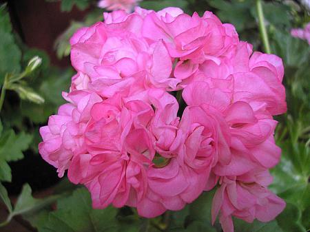 gallery_5783_3322_58966.jpg
