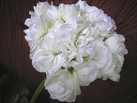 gallery_5783_3324_21076.jpg
