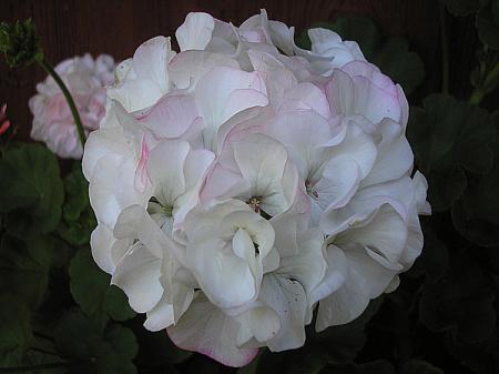 gallery_5783_3326_49599.jpg