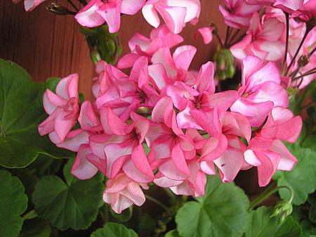 gallery_5783_3326_7381.jpg