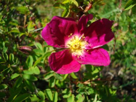 gallery_12789_3020_138720.jpg