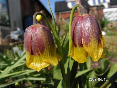 gallery_1786_3261_108559.jpg