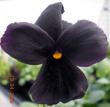 tn_gallery_3363_101_21469.jpg