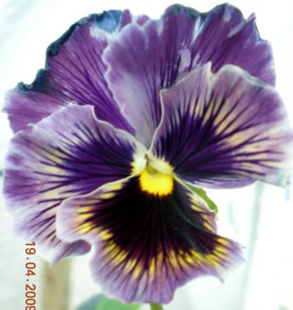 gallery_3363_101_20710.jpg