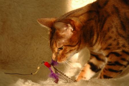 gallery_1090_960_1753.jpg