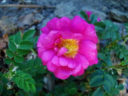 gallery_12789_3020_51289.jpg