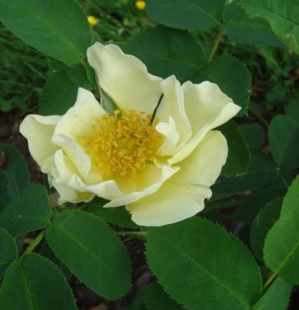 gallery_2985_1706_25091.jpg