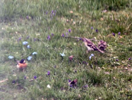 gallery_352_2206_247228.jpg