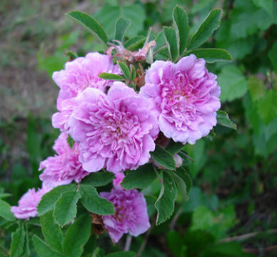 gallery_12789_3020_13132.jpg
