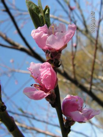 gallery_1786_2895_62550.jpg
