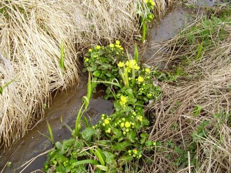 gallery_19305_3303_457731.jpg